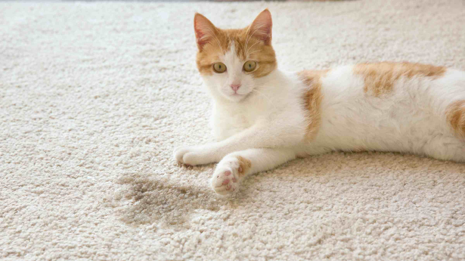 Orange and white cat laying on a carpet next to an accident or pee stain, illustrating common litter box problems