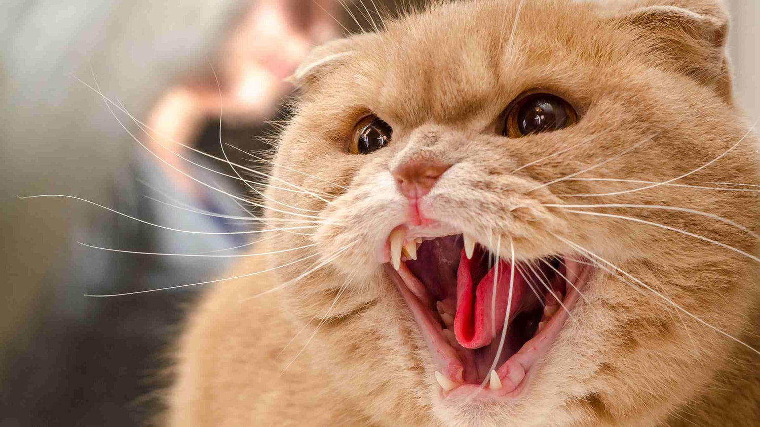 What’s your cat trying to tell you? Close-up of an angry golden British Shorthair cat with its mouth open, showing teeth and an aggressive expression.