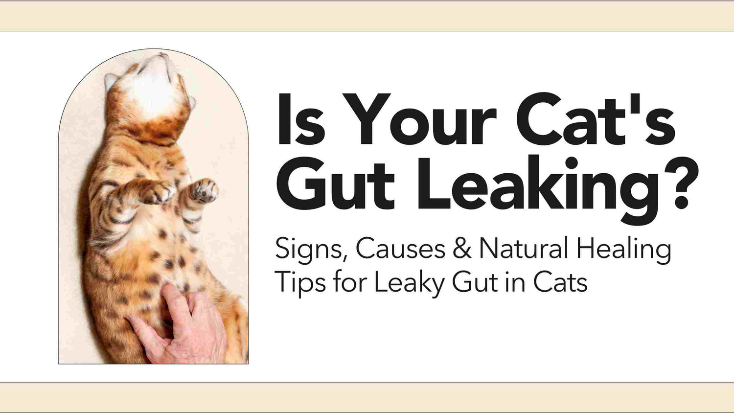 Is Your Cat’s Gut Leaking? Signs, Causes & Natural Healing Tips for Leaky Gut in Cats