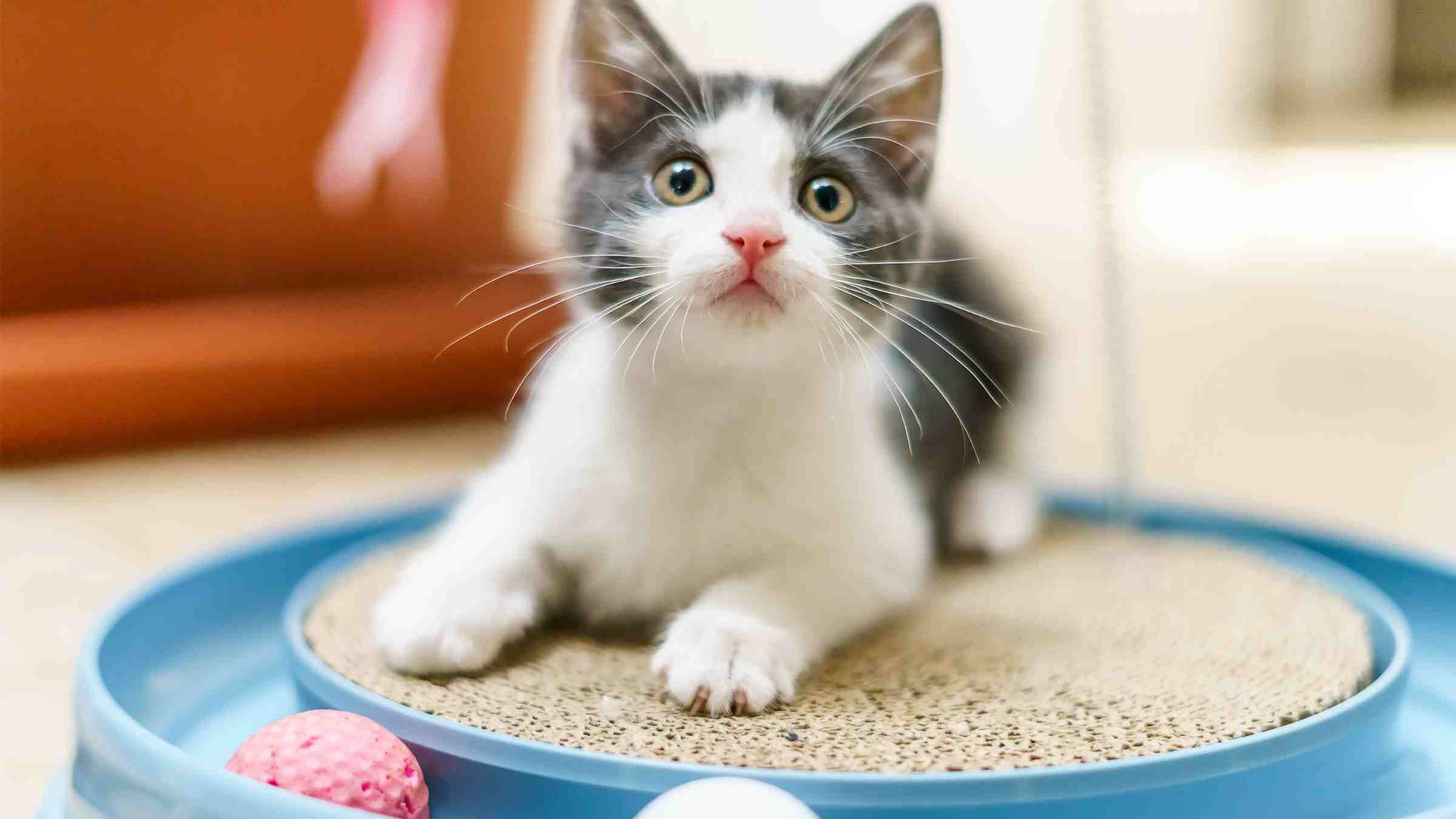 Adorable grey and white kitten enjoying playtime with a blue scratcher toy, engaging in healthy, stimulating activity at home