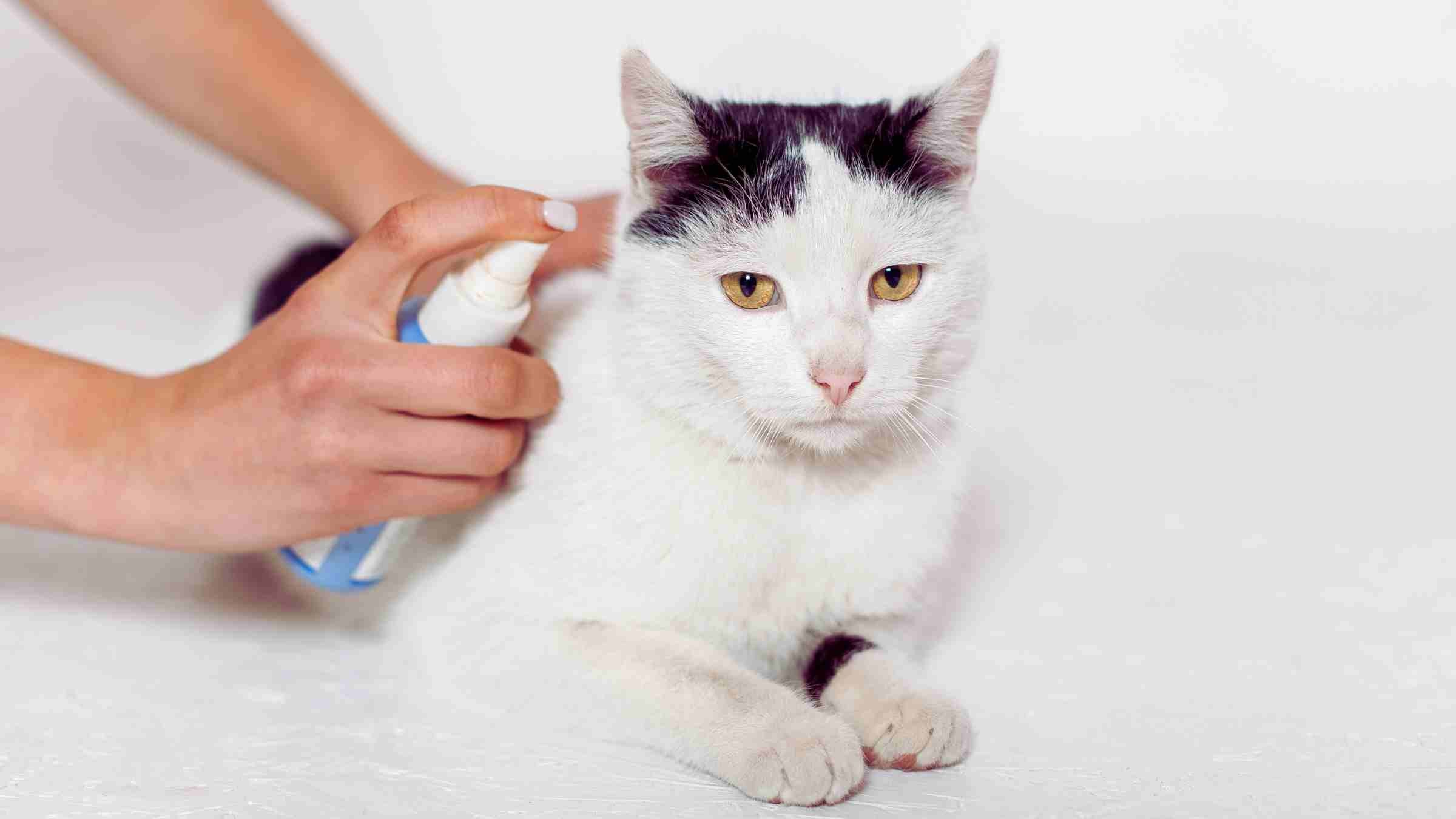 Applying DIY natural flea repellent to a black and white cat, demonstrating safe home-made solutions for cats.