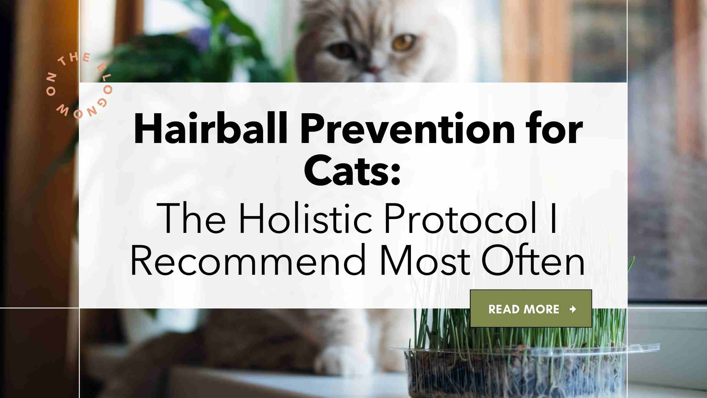 How to prevent hairballs in cats, naturally