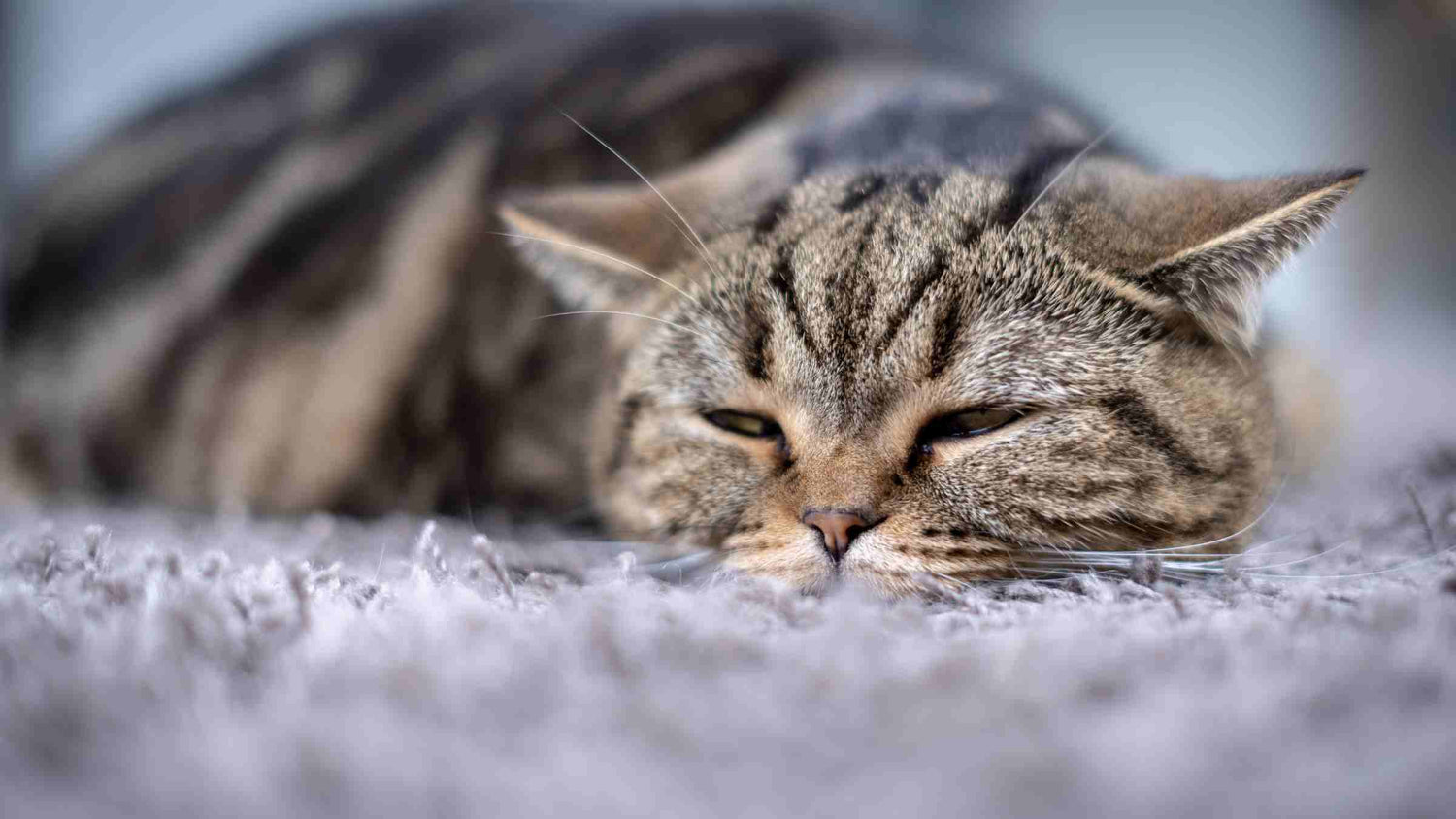 A sick-looking tabby cat showing symptoms of chronic kidney disease, lying down and looking lethargic.