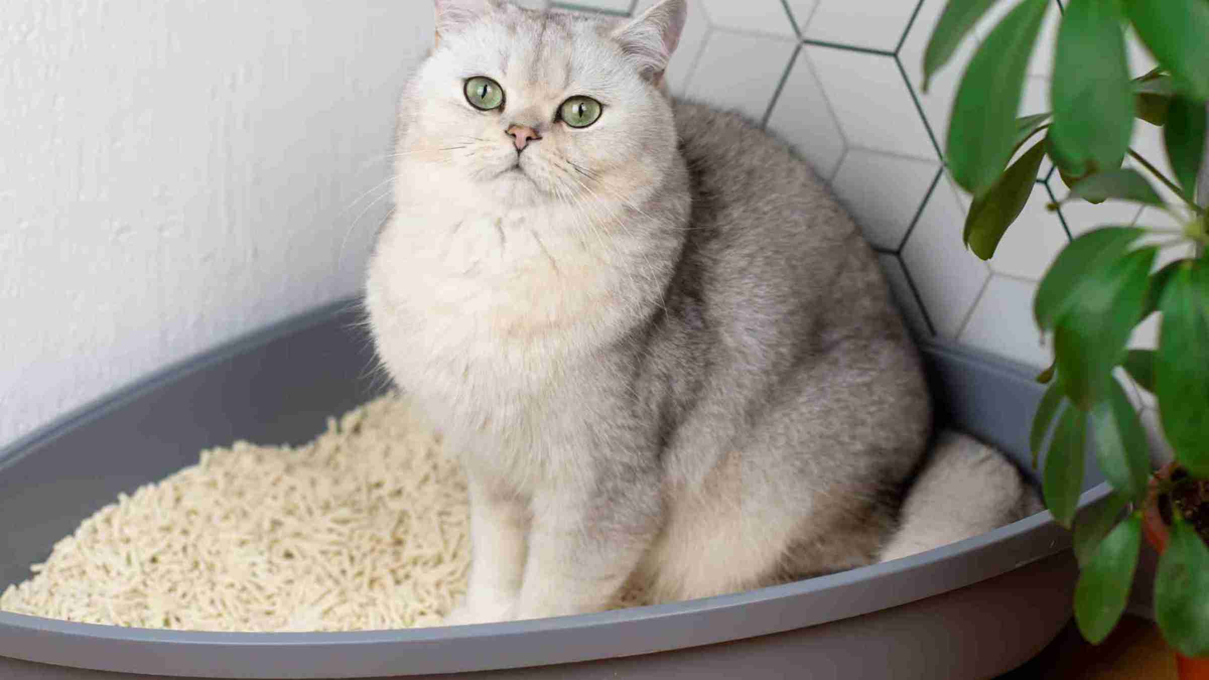 The best natural cat litter is here. SoyKitty Unscented.