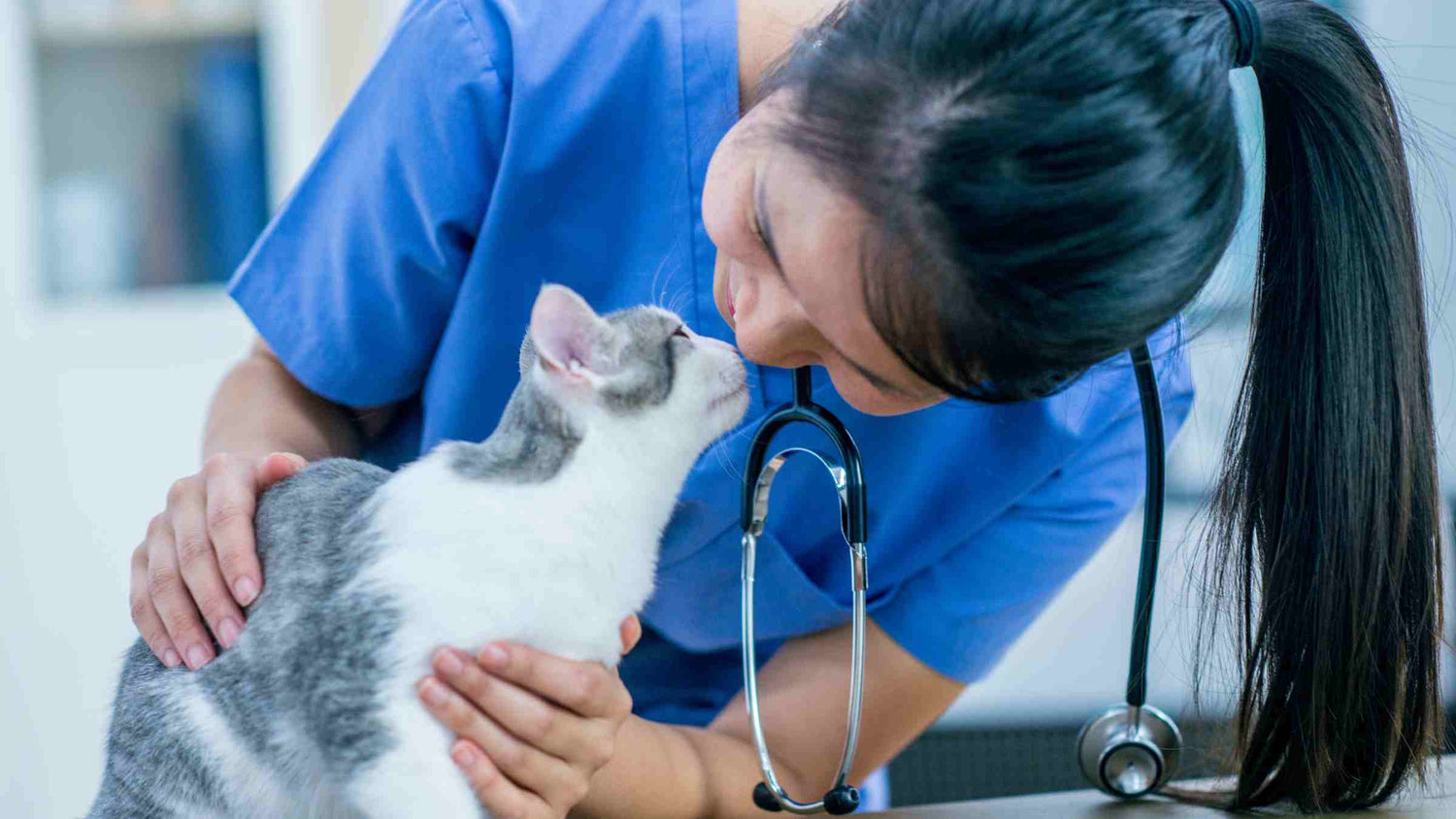 Woman vet with a calm gray and white tabby cat during a stress-free vet visit
