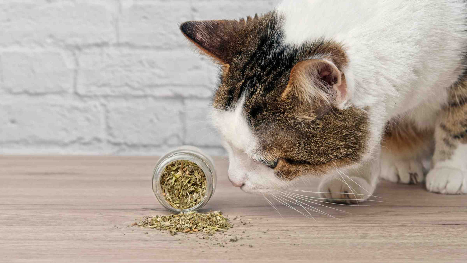 Discover the joys and benefits of natural remedies with this image of an inquisitive tabby cat sniffing dried catnip, promoting a healthy and stimulating environment for your feline friend.