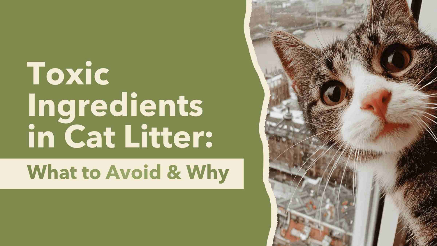 Toxic Ingredients in Cat Litter: What to Avoid & Why