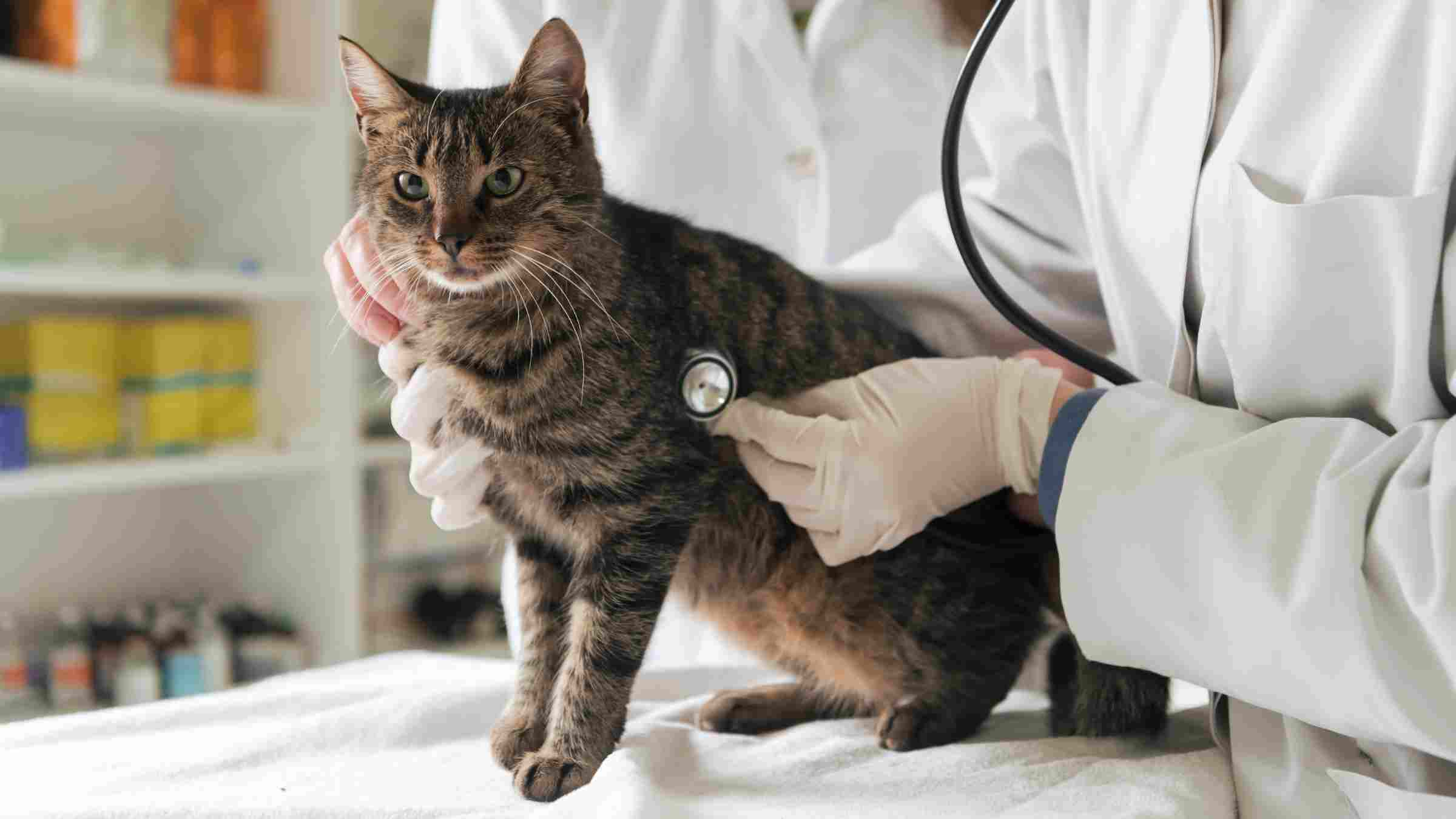 Cat being examined by a veterinarian, discussing symptoms, risks, and prevention of toxoplasmosis in cats, with a focus on cat health, pregnancy, and parasite management.