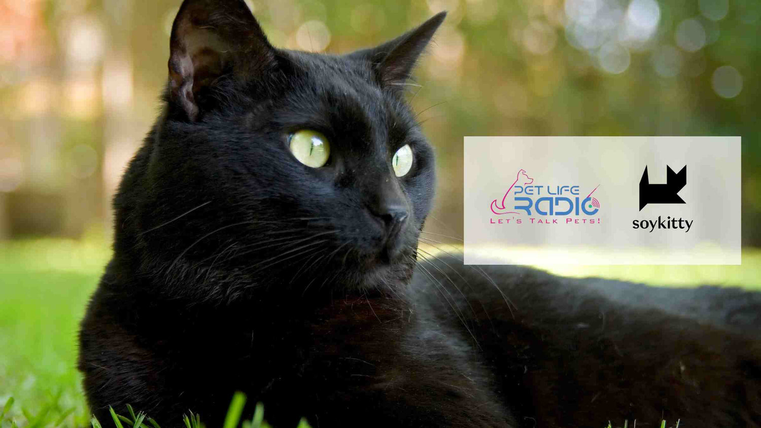 Black cat laying in grass with Pet Life Radio logo and SoyKitty logo for blog post titled 'Transitioning to a Holistic Cat Lifestyle’ w/ Ashley Hejlik on the Cattitude Podcast