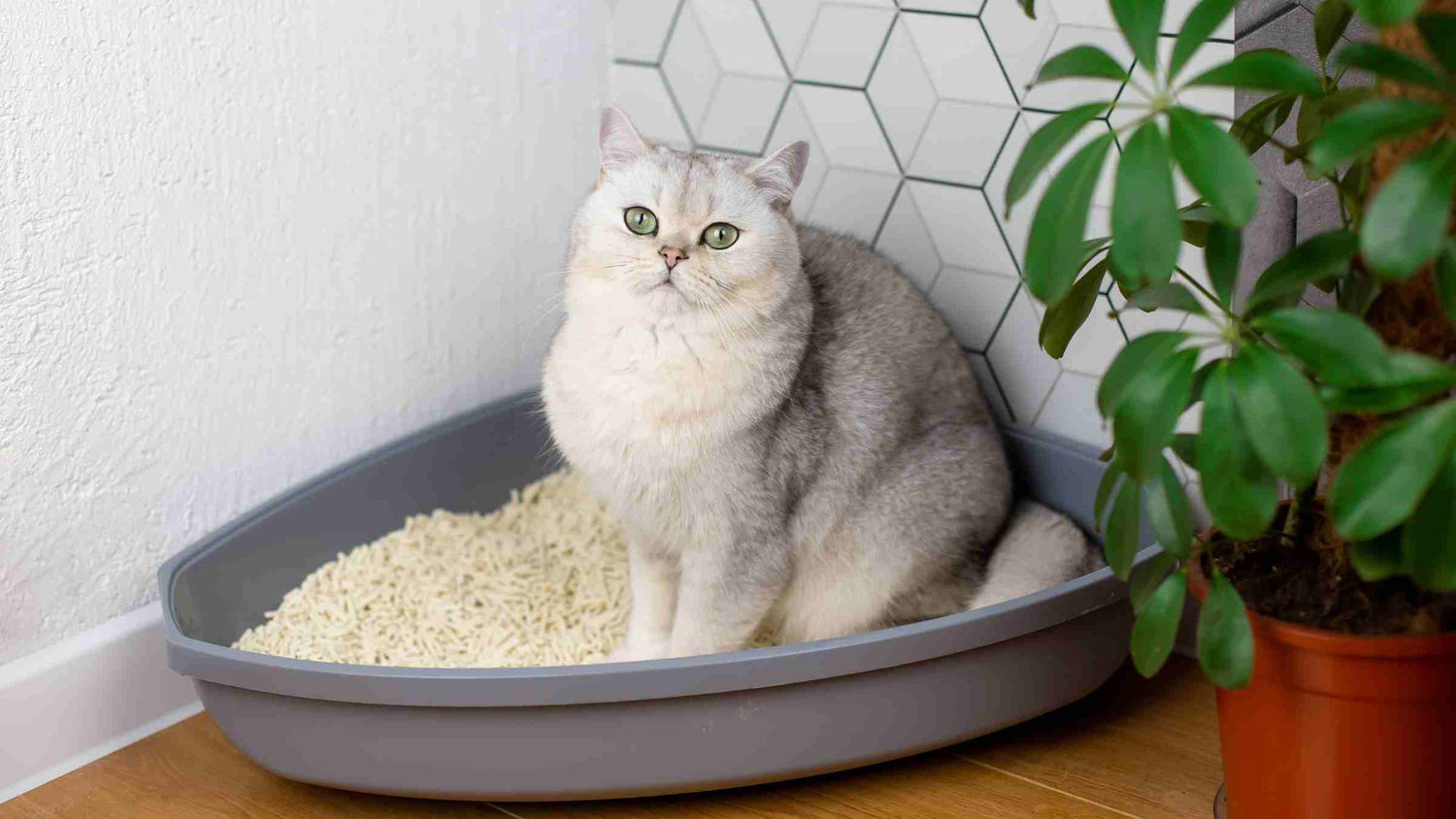 Elegant white cat with green eyes sitting in a grey litter box with SoyKitty’s eco-friendly litter, next to a potted plant.