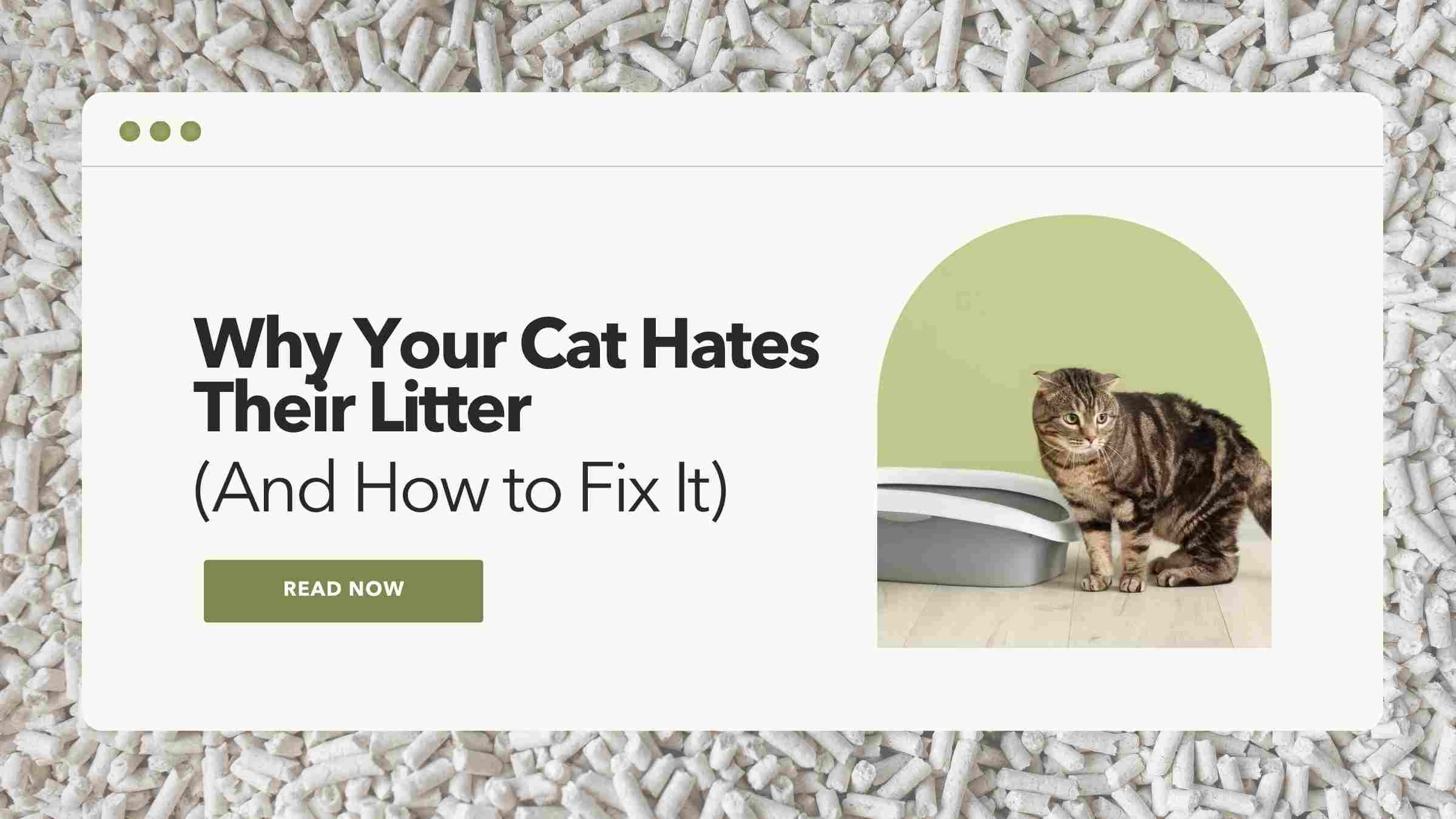 Why your cat hates their litter and how to fix it.