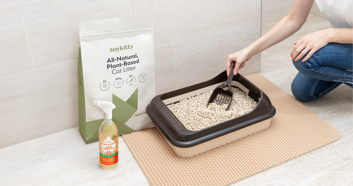 All About The Litter Box
