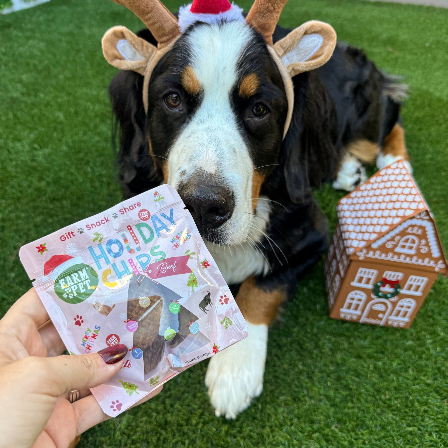 Holiday Assortment Single Ingredient Treat Bundle | Beef, Chicken, Turkey, and Fish