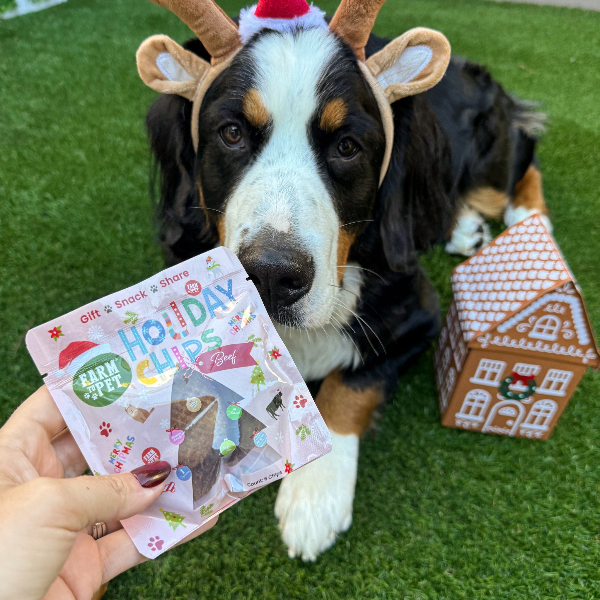 Holiday Assortment Single Ingredient Treat Bundle | Beef, Chicken, Turkey, and Fish