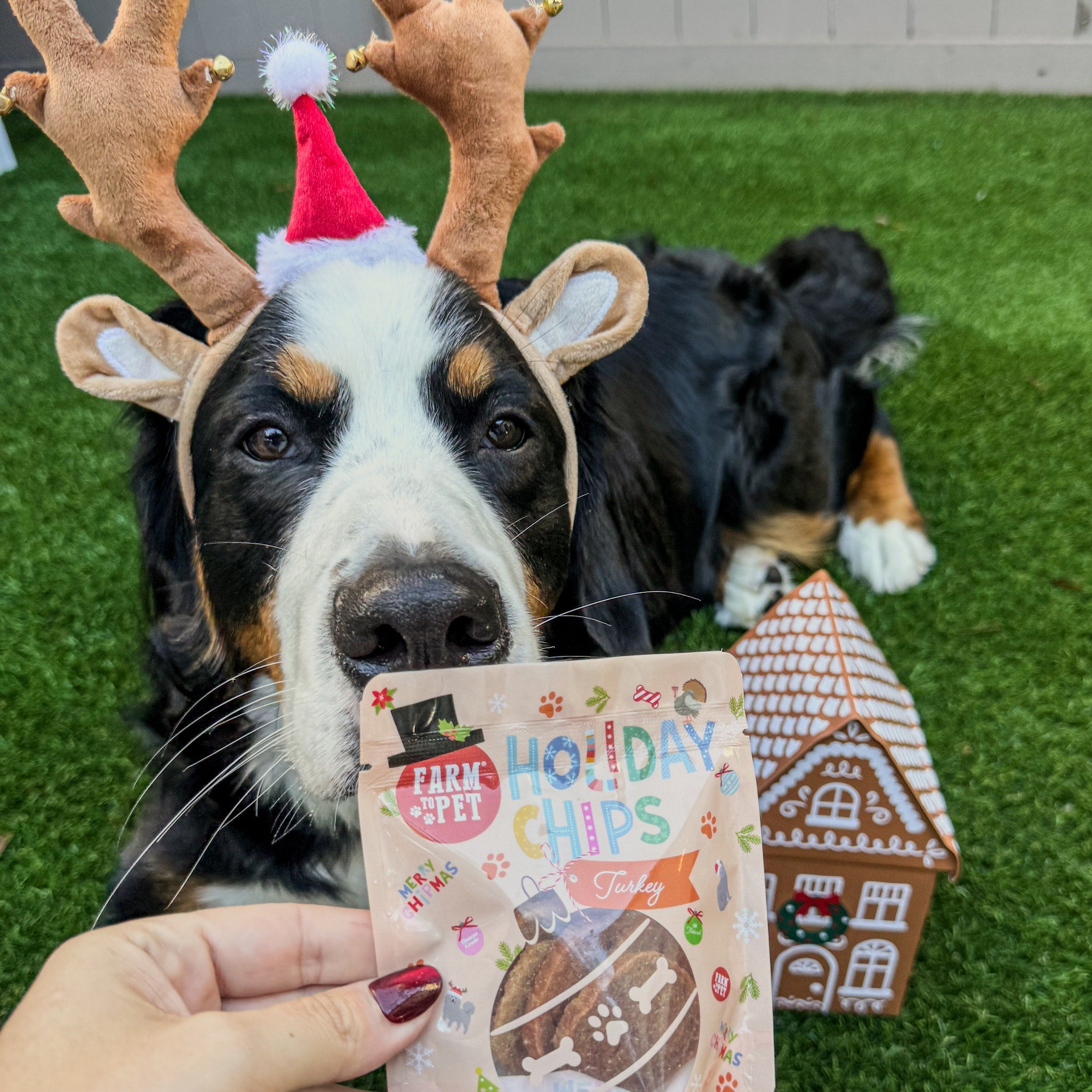 Holiday Assortment Single Ingredient Treat Bundle | Beef, Chicken, Turkey, and Fish