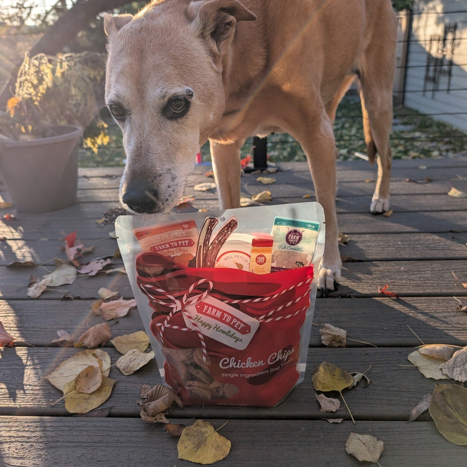 Holiday Chicken Chip Treats for Cats | Single Ingredient, 100% Human-Grade Chicken Breast