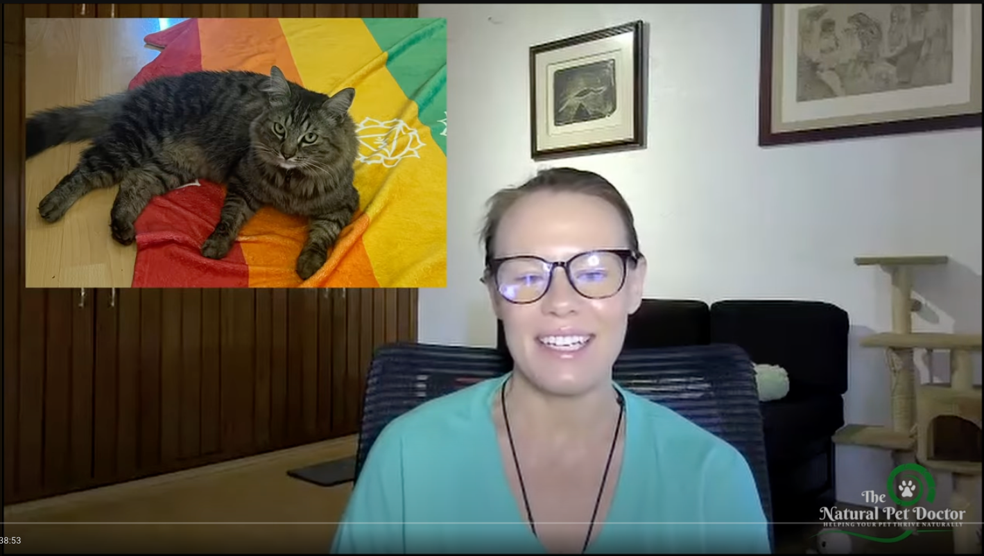 Load video: SoyKitty Founder, Ashley&#39;s Journey to Healing Her Cats with Holistic Vet Guidance with The Natural Pet Doctor