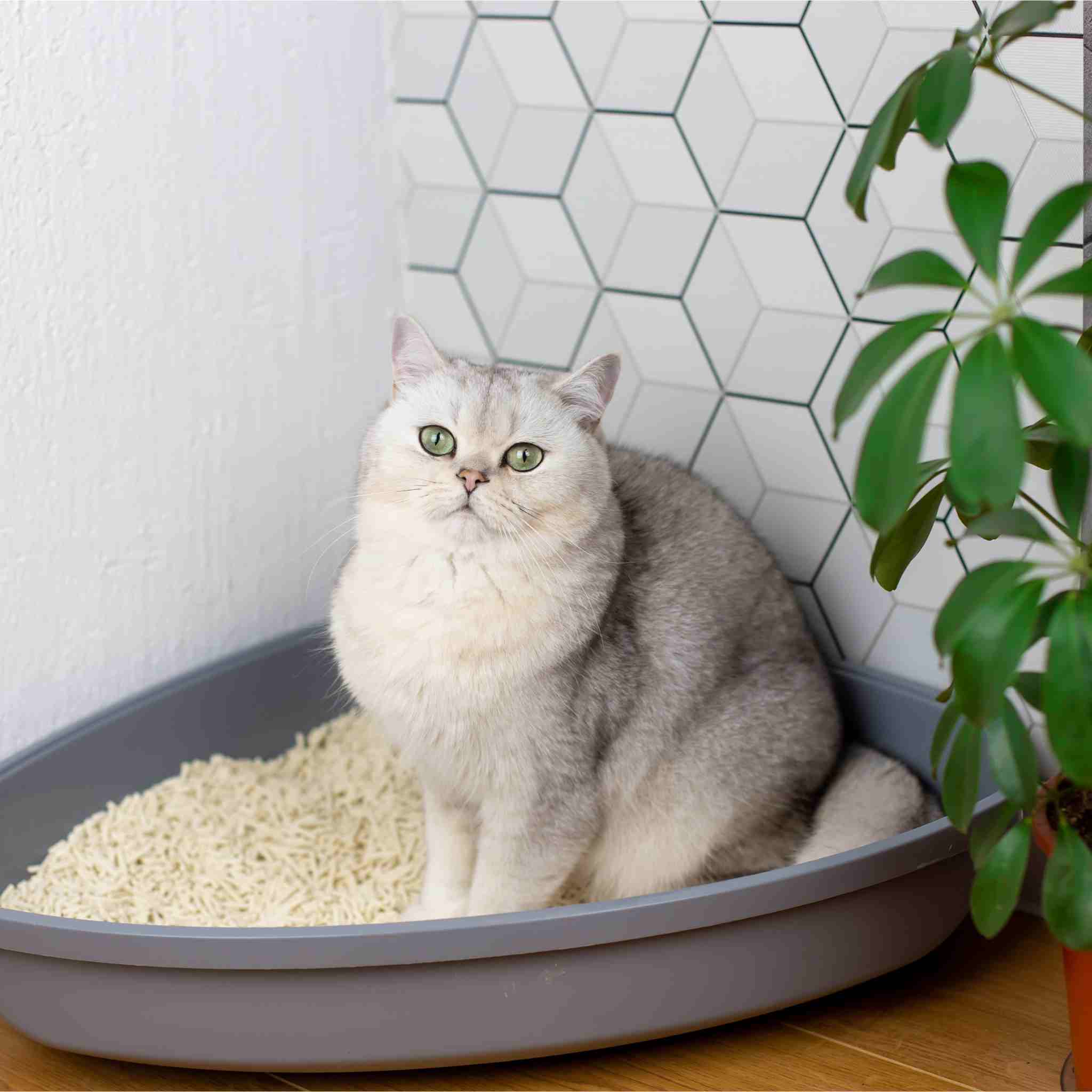 Adult cat sitting in a litter box with SoyKitty’s eco-friendly, unscented cat litter with a plant in the background