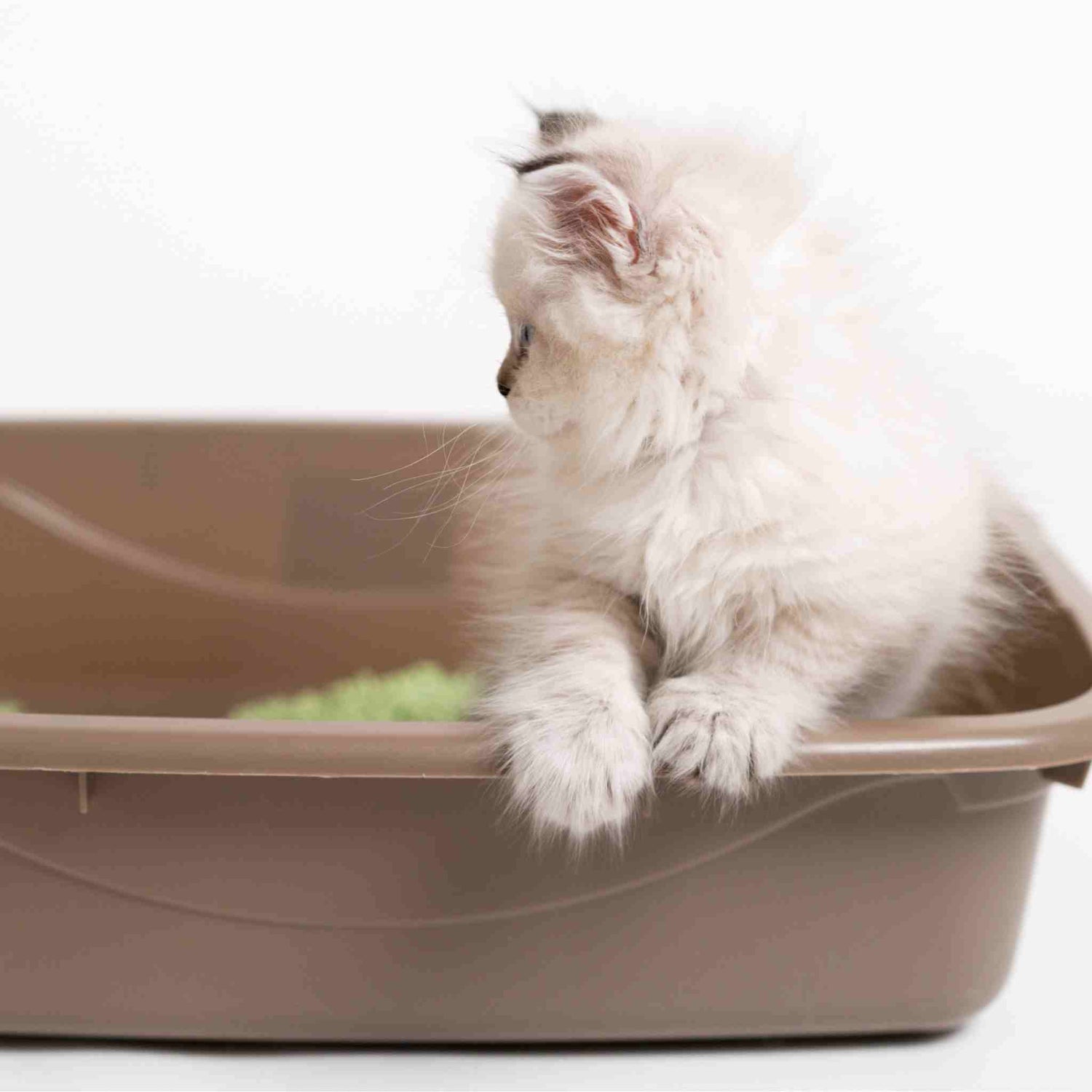 Kitten learning to use litter box for the first time, with SoyKitty’s safe, natural, eco-friendly litter, green tea scented.
