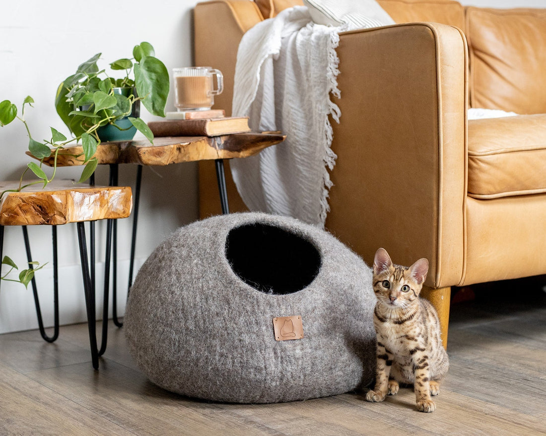 Bengal kitten sitting beside Earth Brown SoyKitty cat cave bed in a cozy modern living room