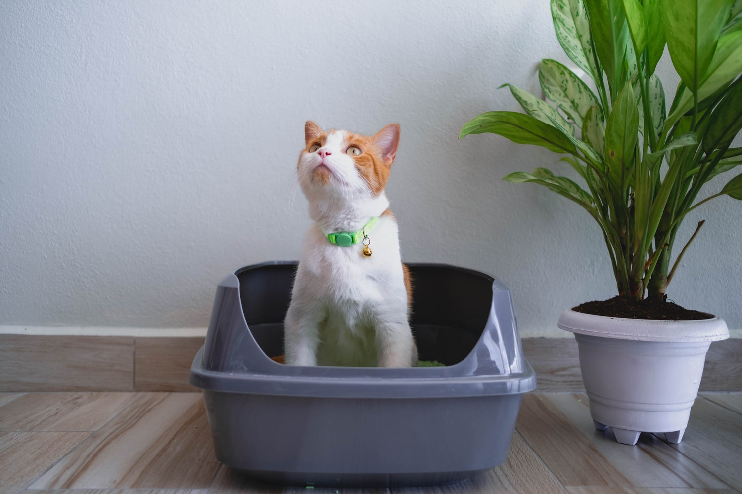 A ginger and white cat with a green collar sits in a dark gray litter box filled with SoyKitty’s plant-based litter, looking up curiously. A lush green potted plant is placed beside the litter box