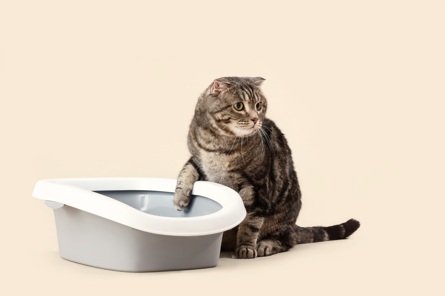 Tabby cat next to a modern litter box.