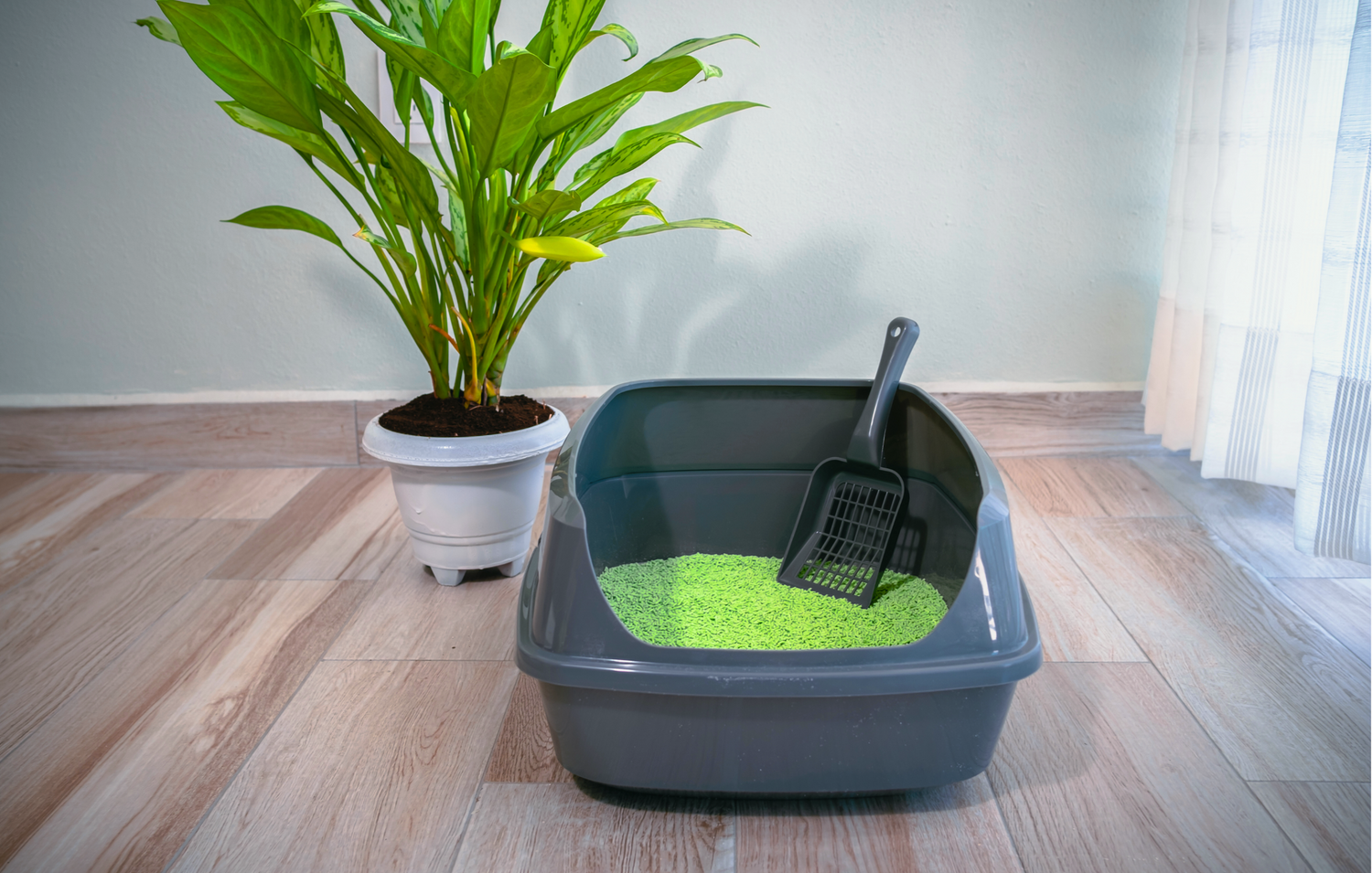 A modern cat litter box filled with SoyKitty’s green, plant-based litter sits on a clean floor next to a lush indoor plant