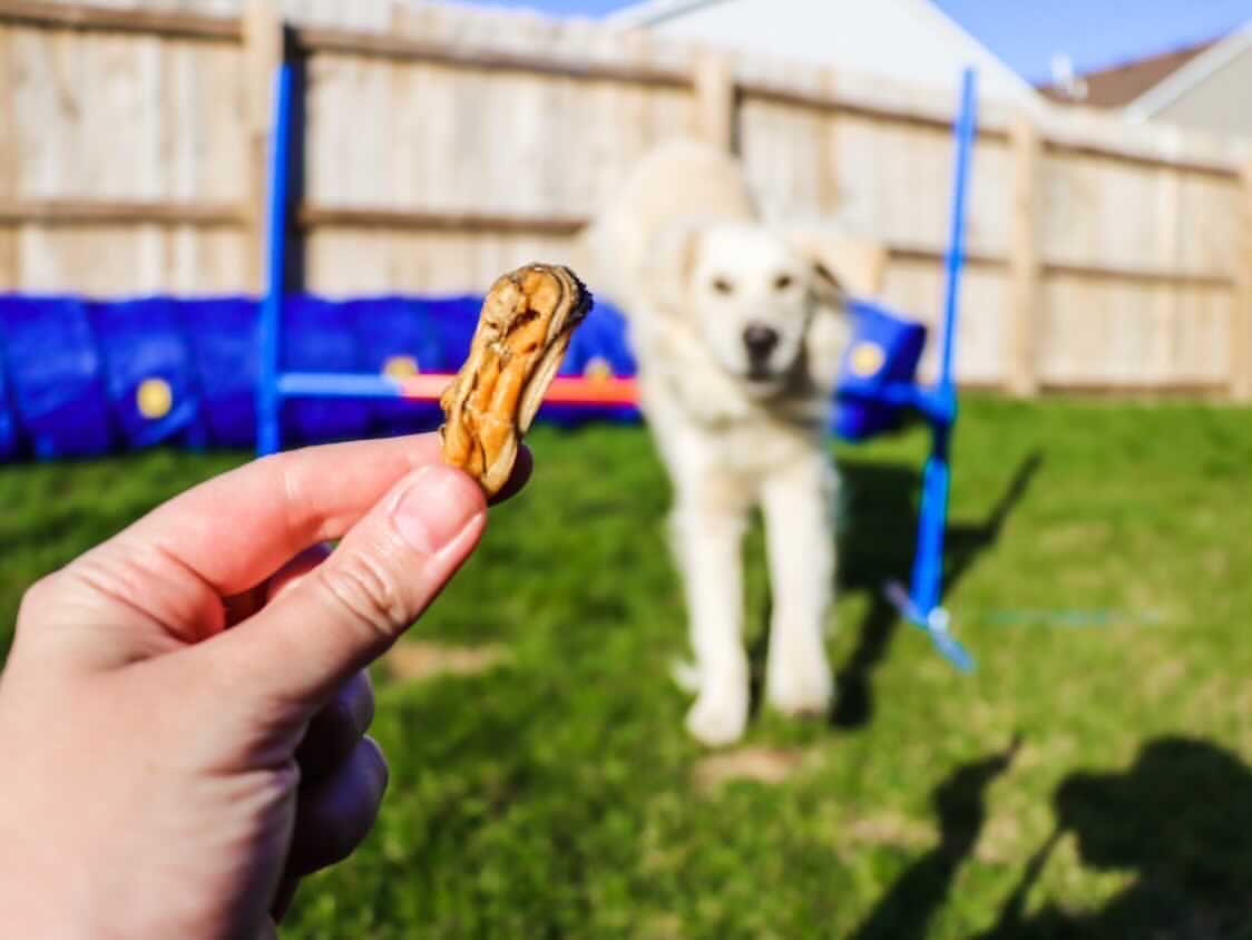 Green Lipped Mussels
