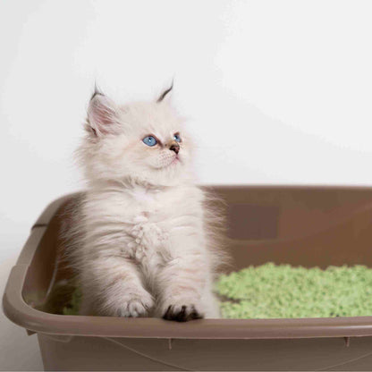 Kitten learning to use litter box for the first time, with SoyKitty’s safe, natural, eco-friendly litter, green tea scented.