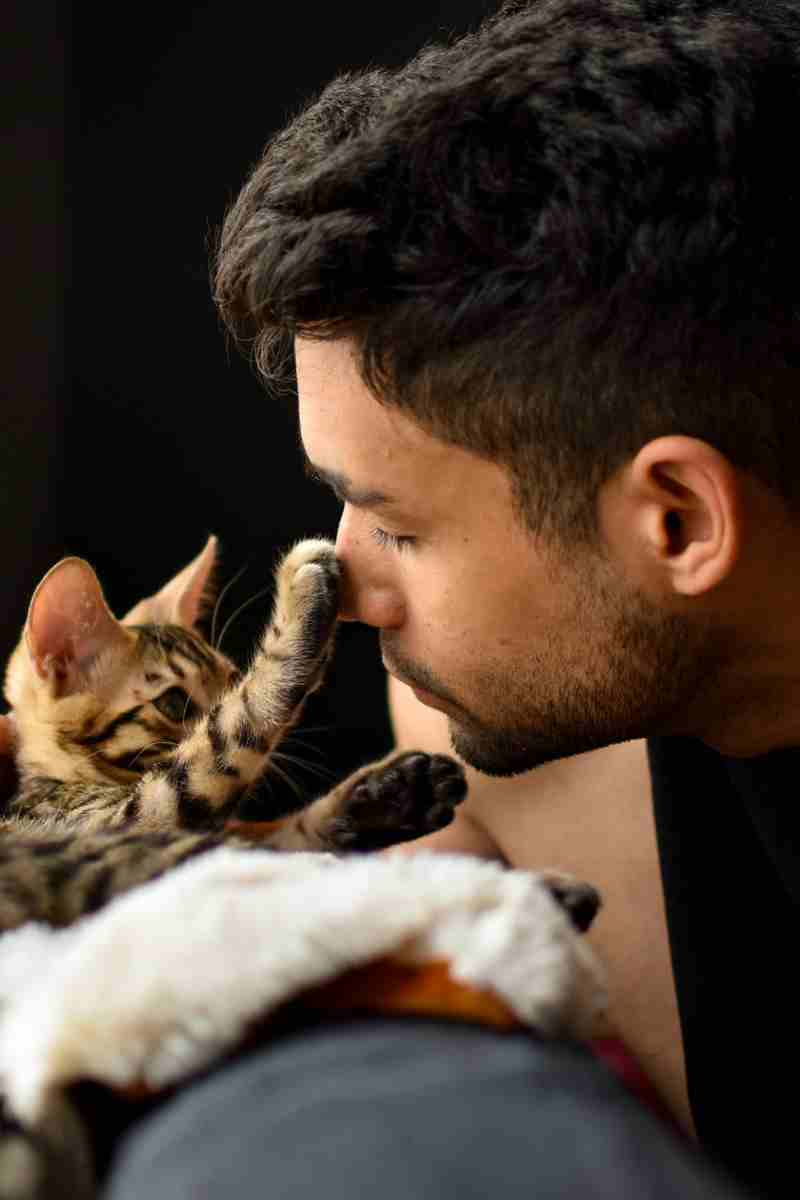 Tabby kitten with white man. SoyKitty...cat litter made by cat people for cat people.