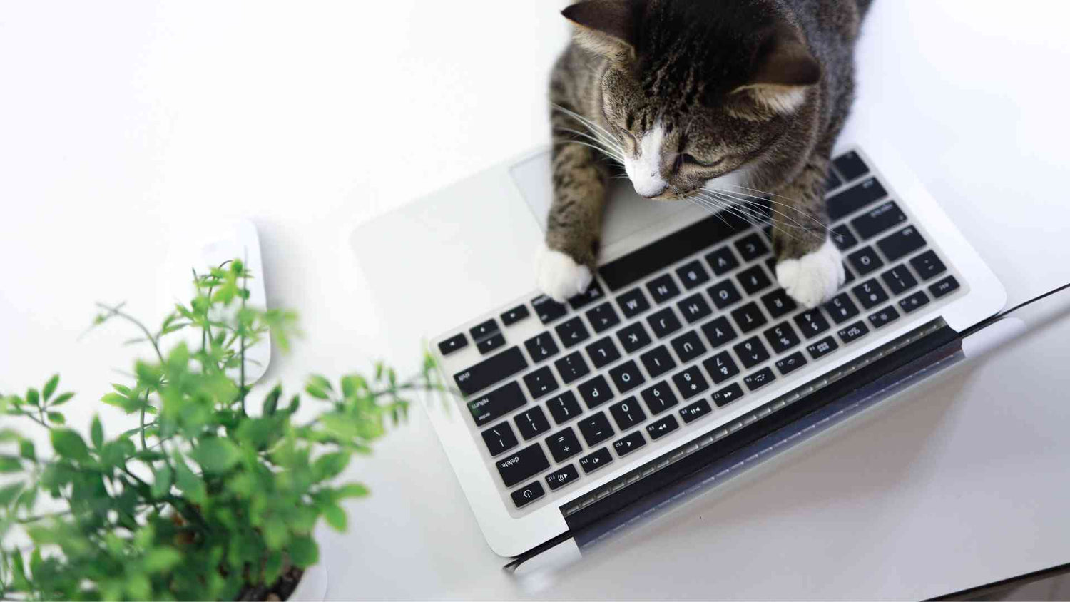 Cat laying on a laptop keyboard, embodying a cozy office working concept for SoyKitty FAQs page
