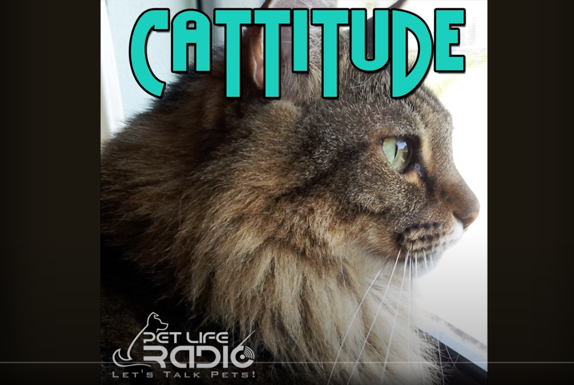 Load video: This week Michelle Fern and SoyKitty founder Ashley Hejlik, explore the concept of transitioning cats to a holistic lifestyle, covering topics such as diet, removing toxins from the home, alternative modalities, enrichment, and overall wellness. They touch upon other holistic practices that cat parents can easily incorporate into their routine.